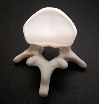 vertebra-3.jpg