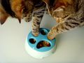 Cat bowl.jpeg